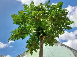 papayaträd i fruktsättning mot en ljusblå himmel bakgrund foto