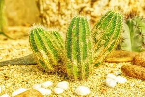 kaktus på sandig jord foto