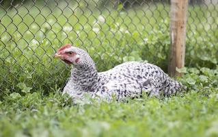 kycklingar på gården, fjäderfäkoncept. vit lös kyckling utomhus. rolig fågel på en biogård. tamfåglar på en frigående gård. uppfödning av kycklingar. gå på gården. jordbruksindustrin. foto