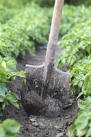 spade på bakgrund av potatisbuskar. skörd. lantbruk. gräva upp en ung potatisknöl från marken, skörda potatis på en gård. skörda potatis med en spade i trädgården. foto