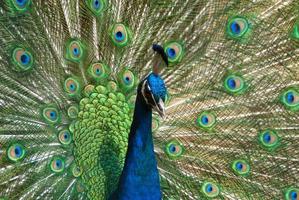 blå och grön påfågel foto