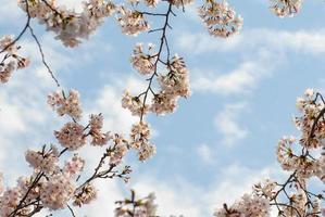 körsbär blomma blommor mot de blå himmel foto