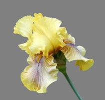 iris närbild, isolerat blomma på vit bakgrund foto