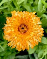 orange calendula blommor. blommande ringblommor. färska ekologiska ringblomma blommor bakgrund. medicinska örter. sommar ringblommor. foto