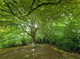 trunk och tak av en skön träd under vår i en parkera i England foto