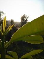 morgon- vibrafon soluppgång över natur löv foto