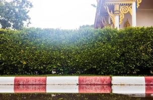 låg vinkel se mot en bakgrundsbelyst grön vägg av buskar mot vit och röd betong block. foto