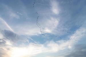 fågel migration mot en molnig himmel, de regelbunden säsong- rörelse foto