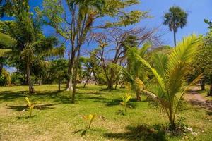 palmer på en solig dag i playa del Carmen, yukatan, mexico foto