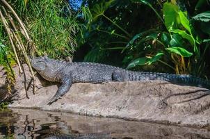 amerikan alligator i loro park, teneriffa, kanariefågel öar. foto