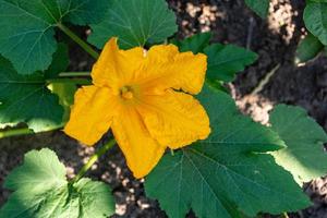 stor gul zucchini blomma foto