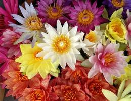 färgrik av lotus blommor använda sig av för bakgrund foto