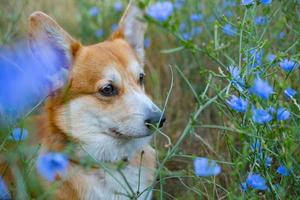 porträtt av rolig corgi hund utomhus i de parkera foto