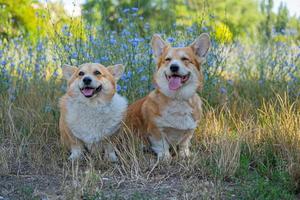 två söt corgis Framställ i de parkera foto