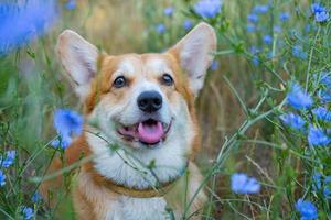 porträtt av rolig corgi hund utomhus i de parkera foto