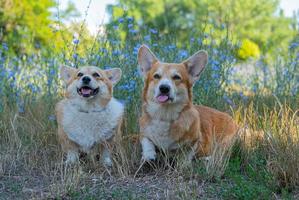 två söt corgis Framställ i de parkera foto