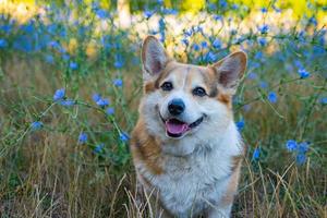 porträtt av rolig corgi hund utomhus i de parkera foto