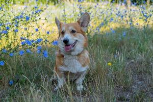 porträtt av rolig corgi hund utomhus i de parkera foto