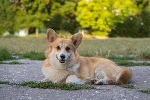 porträtt av rolig corgi hund utomhus i de parkera foto