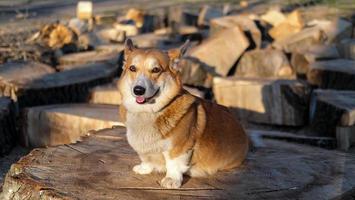 porträtt av rolig corgi hund utomhus i de parkera foto