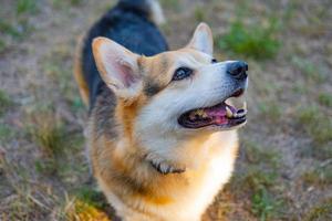 porträtt av rolig corgi hund utomhus i de parkera foto