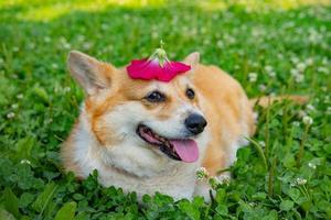 porträtt av rolig corgi hund utomhus i de parkera foto