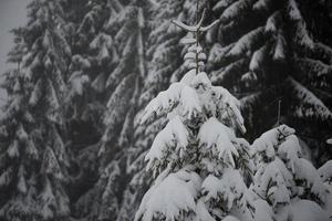 jul vintergröna tall täckt med nysnö foto