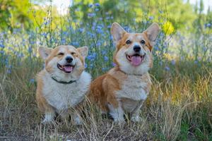 två söt corgis Framställ i de parkera foto