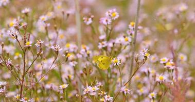 närbild av fjäril på de färgglada blommorna foto