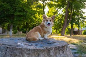 porträtt av rolig corgi hund utomhus i de parkera foto