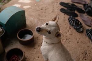 vit korsning hund ovanifrån bild. foto