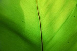 närbild av banan blad textur under de Sol ljus foto