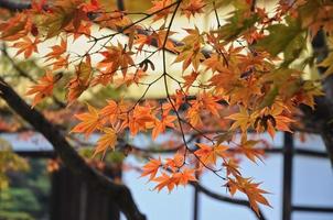 röd och orange lönn löv på kyoto tempel i höst foto