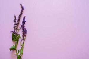 lavendel- blommor på rosa bakgrund. kopia Plats. platt lägga foto