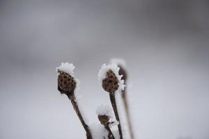 jul vintergröna tall täckt med nysnö foto