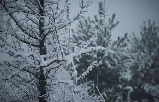 jul vintergröna tall täckt med nysnö foto