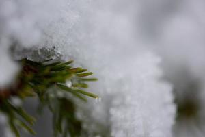 jul vintergröna tall täckt med nysnö foto