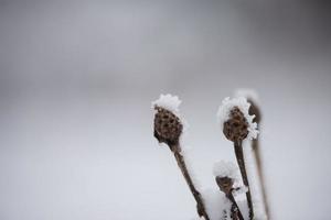 jul vintergröna tall täckt med nysnö foto