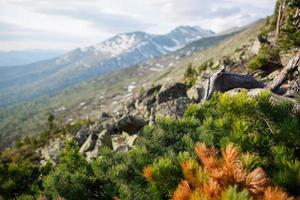 berg topp av örnar, bevuxen med barr- skog och en clearing. foto