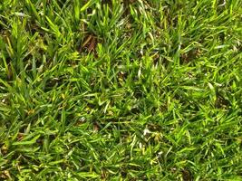 grön äng gräs fält foto