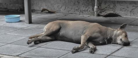 herrelös hund sovande på de jord i Asien foto