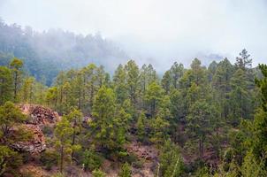 kanariska tallar, pinus canariensis i corona-skogsnaturen foto