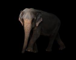 Asien elefant i de mörk foto