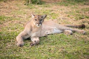 puma i Zoo foto