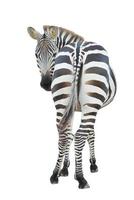 zebra isolerat vit bakgrund foto