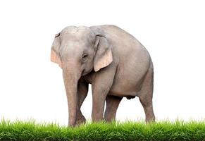 Asien elefant isolerad foto