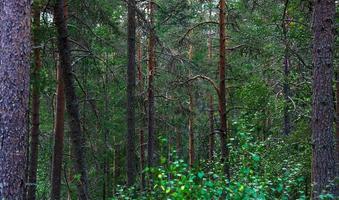 utomhus- djup i de mörk av de lynnig Norge skog med grön natur fylla med lång träd i de bakgrund foto
