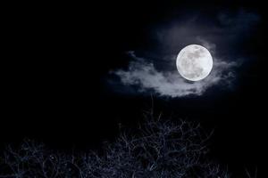 död- träd med full måne i natt tid foto