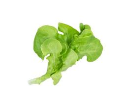 grön ek sallad blad på vit bakgrund foto