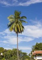 kokos träd på blå himmel bakgrund foto